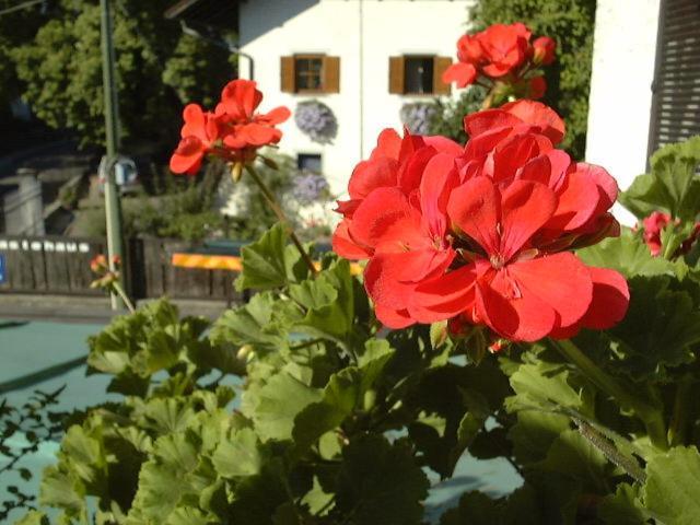 Hotel Gasthof Wastl Appiano Sulla Strada Del Vino Eksteriør bilde